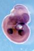 embryo2.jpg